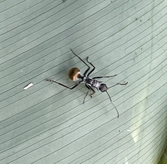 Polyrhachis militaris