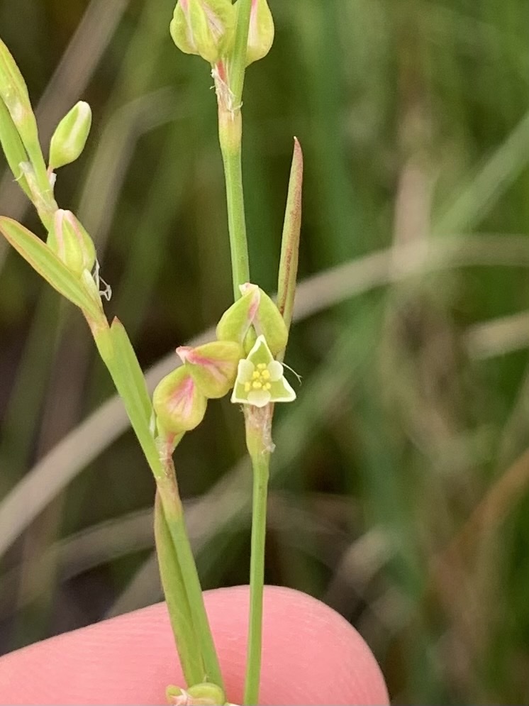Polygonum ramosissimum ssp. ramosissimum