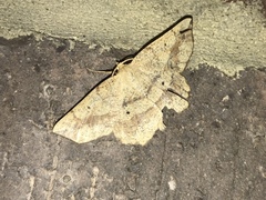 Euchlaena deplanaria