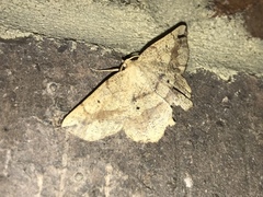 Euchlaena deplanaria