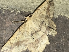 Euchlaena deplanaria