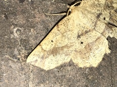 Euchlaena deplanaria