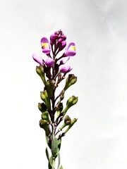 Comesperma hispidulum