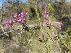 Comesperma hispidulum
