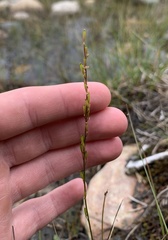 Triglochin palustris