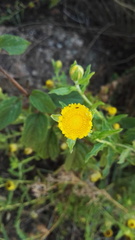 Helichrysum setosum