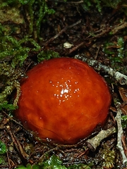 Cortinarius beeverorum