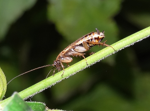 Dusky Cockroach, photo 3 of 8