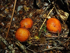 Cortinarius beeverorum