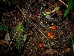 Cortinarius beeverorum
