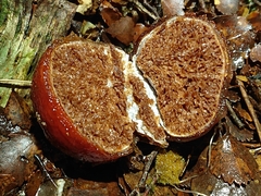 Cortinarius beeverorum