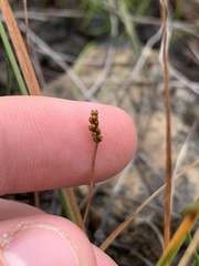 Eleocharis elliptica