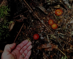 Cortinarius beeverorum