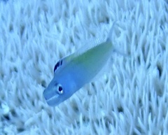 Plagiotremus townsendi