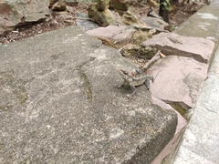 Psammophilus dorsalis