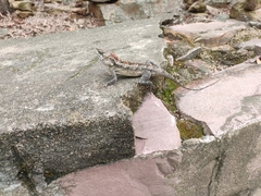 Psammophilus dorsalis