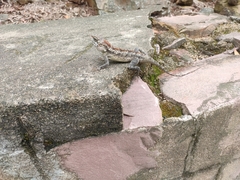 Psammophilus dorsalis