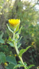 Helichrysum setosum
