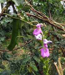 Canavalia gladiata