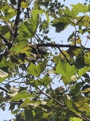 Platanus occidentalis