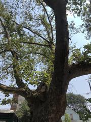 Platanus occidentalis