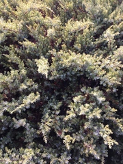 Juniperus communis kelleyi