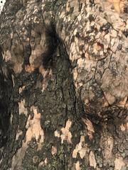 Platanus occidentalis