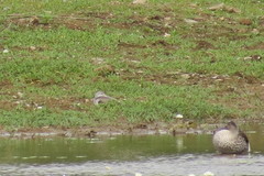 Himantopus himantopus