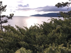 Juniperus communis kelleyi