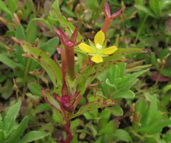 Ludwigia perennis