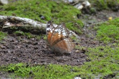 Bebearia cocalioides hecqi