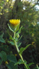 Helichrysum setosum