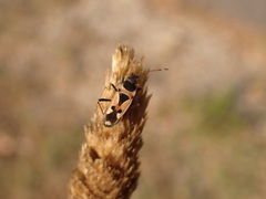 Raglius confusus