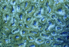 Acanthastrea