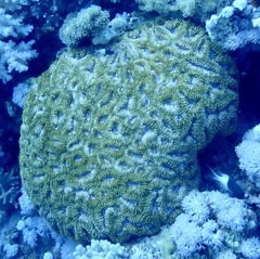 Acanthastrea