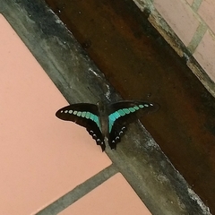 Graphium sarpedon nipponum