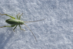 Isophya camptoxypha