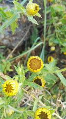 Helichrysum setosum