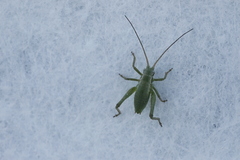 Isophya camptoxypha