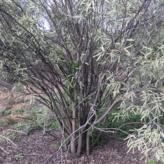 Alectryon oleifolius canescens