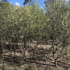 Alectryon oleifolius canescens