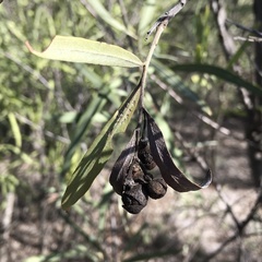 Alectryon oleifolius canescens