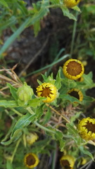 Helichrysum setosum
