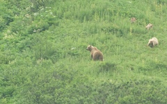 Ursus arctos beringianus