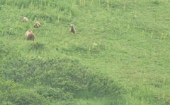 Ursus arctos beringianus