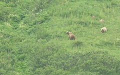 Ursus arctos beringianus