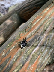 Yolinus albopustulatus