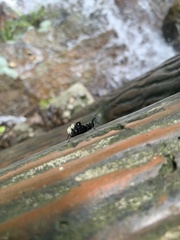 Yolinus albopustulatus