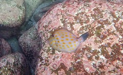 Eubalichthys mosaicus