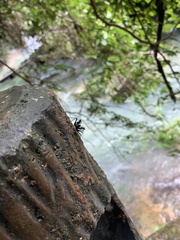 Yolinus albopustulatus